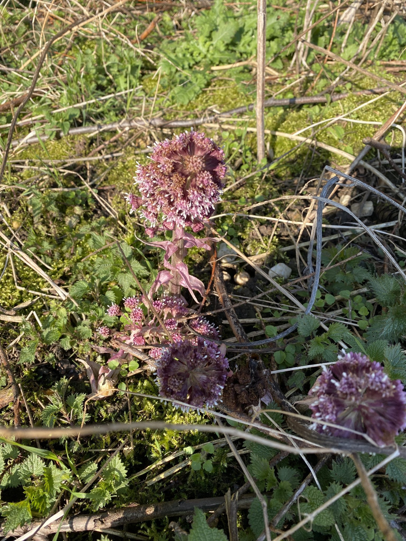 Bild: Pestwurz, rot (Petasitis hybridus) – WaWieHex