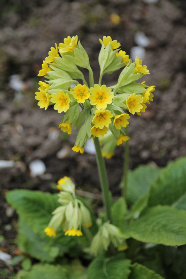 Bild: Schlüsselblume (Primula Veris) – WaWieHex